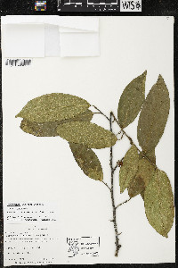 Quararibea yunckeri image