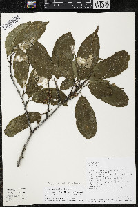 Quararibea yunckeri image
