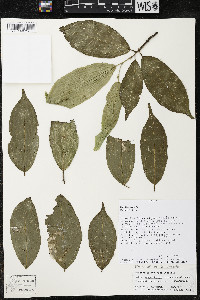 Quararibea yunckeri image
