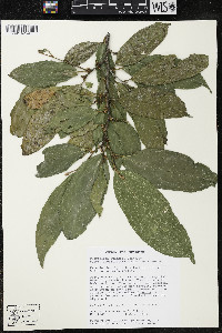 Quararibea yunckeri image