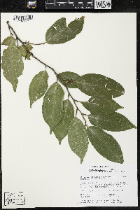 Quararibea yunckeri image