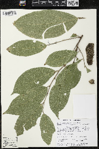 Quararibea yunckeri image