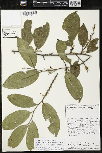 Quararibea yunckeri image