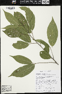 Quararibea yunckeri image