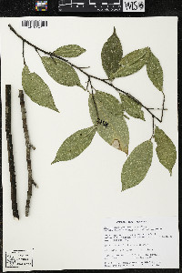 Quararibea yunckeri image