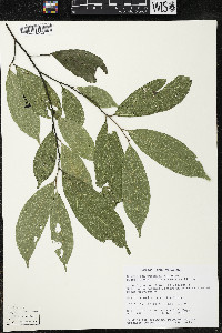 Quararibea yunckeri image