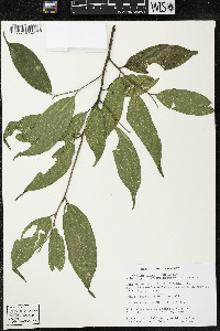 Quararibea yunckeri image