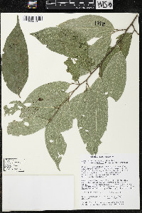 Quararibea yunckeri image