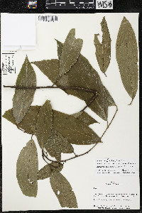 Quararibea yunckeri image