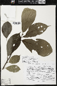 Quararibea yunckeri image