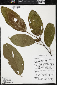 Quararibea wittii image