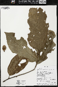Quararibea wittii image