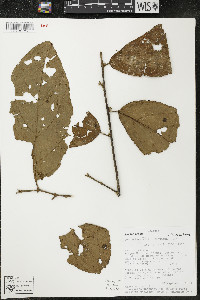 Quararibea wittii image