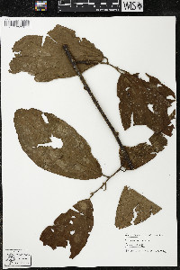 Quararibea wittii image