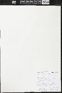 Quararibea wittii image