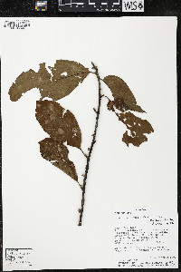 Quararibea wittii image