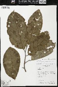 Quararibea wittii image