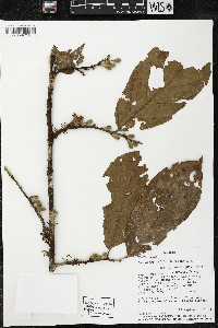Quararibea wittii image