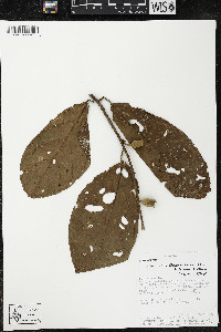 Quararibea wittii image