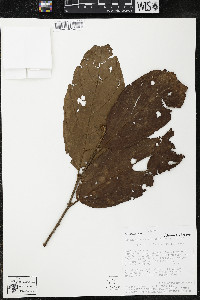 Quararibea wittii image