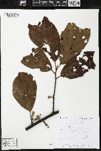 Quararibea wittii image