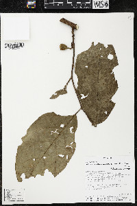 Quararibea wittii image