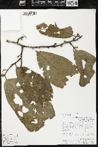 Quararibea wittii image