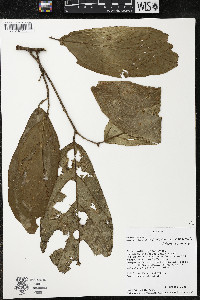 Quararibea wittii image