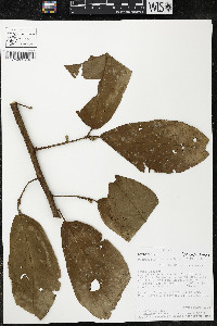 Quararibea wittii image