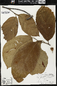 Quararibea wittii image