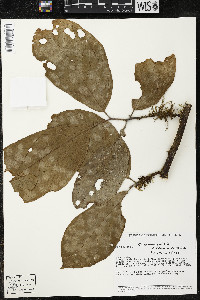 Quararibea wittii image