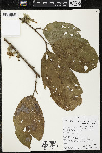 Quararibea wittii image