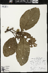 Quararibea wittii image