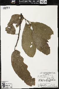 Quararibea wittii image