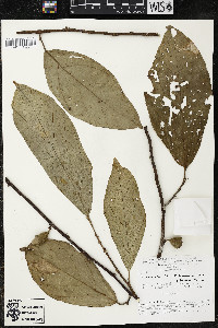 Quararibea wittii image