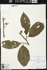 Quararibea wittii image