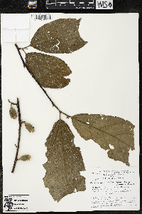 Quararibea wittii image