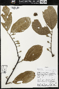 Quararibea wittii image