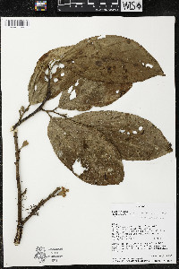Quararibea wittii image