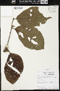 Quararibea wittii image