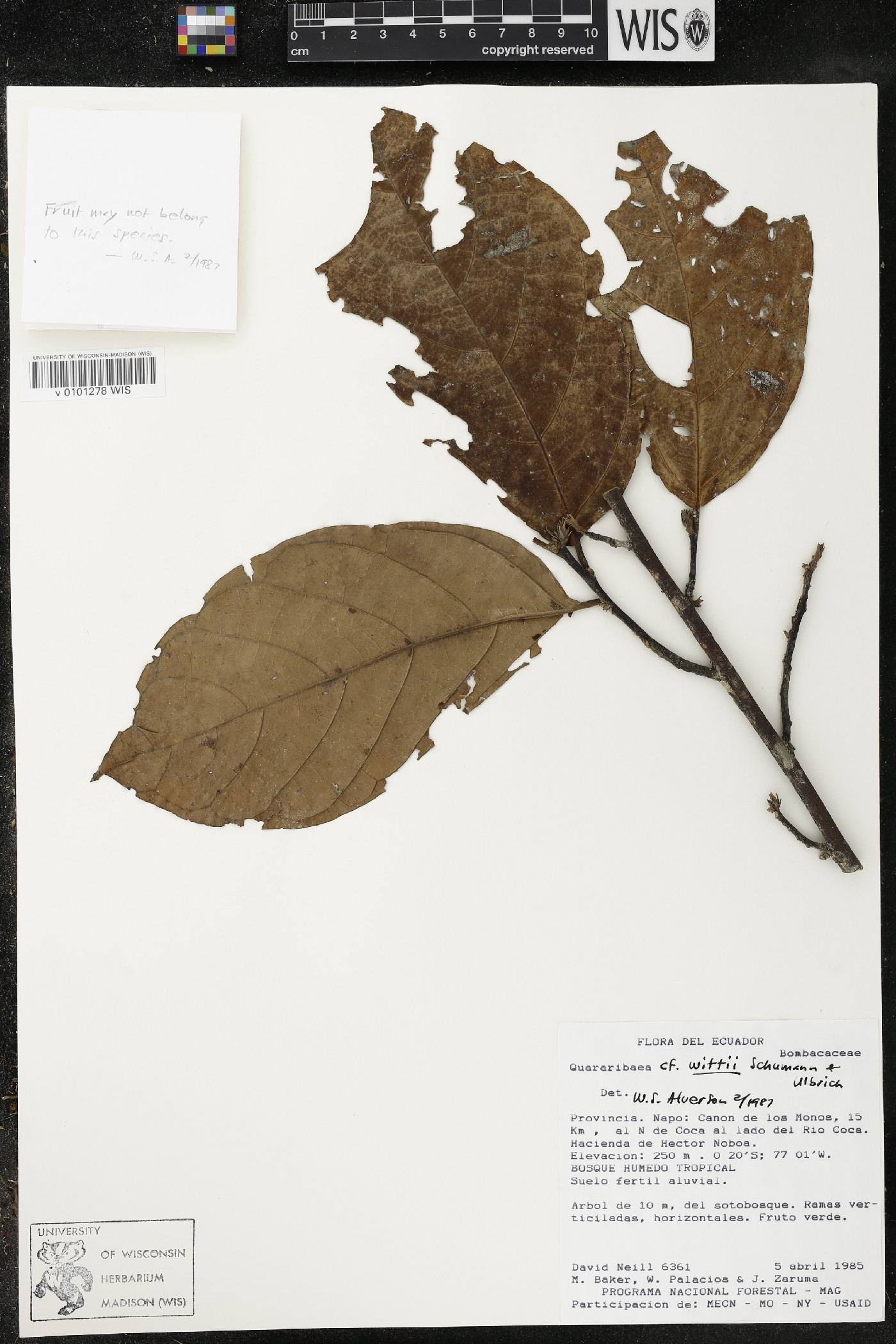 Quararibea wittii image