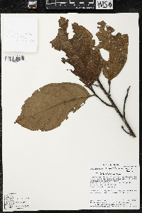 Quararibea wittii image