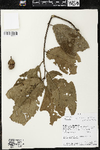 Quararibea wittii image