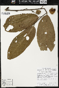 Quararibea wittii image