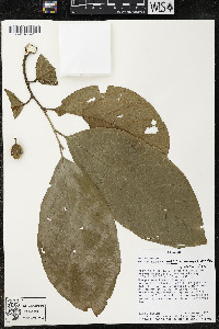 Quararibea wittii image