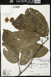 Quararibea wittii image