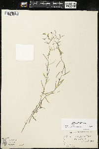 Palustricodon aparinoides image