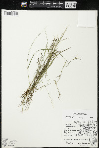 Palustricodon aparinoides image