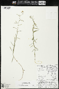 Palustricodon aparinoides image