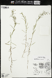 Palustricodon aparinoides image